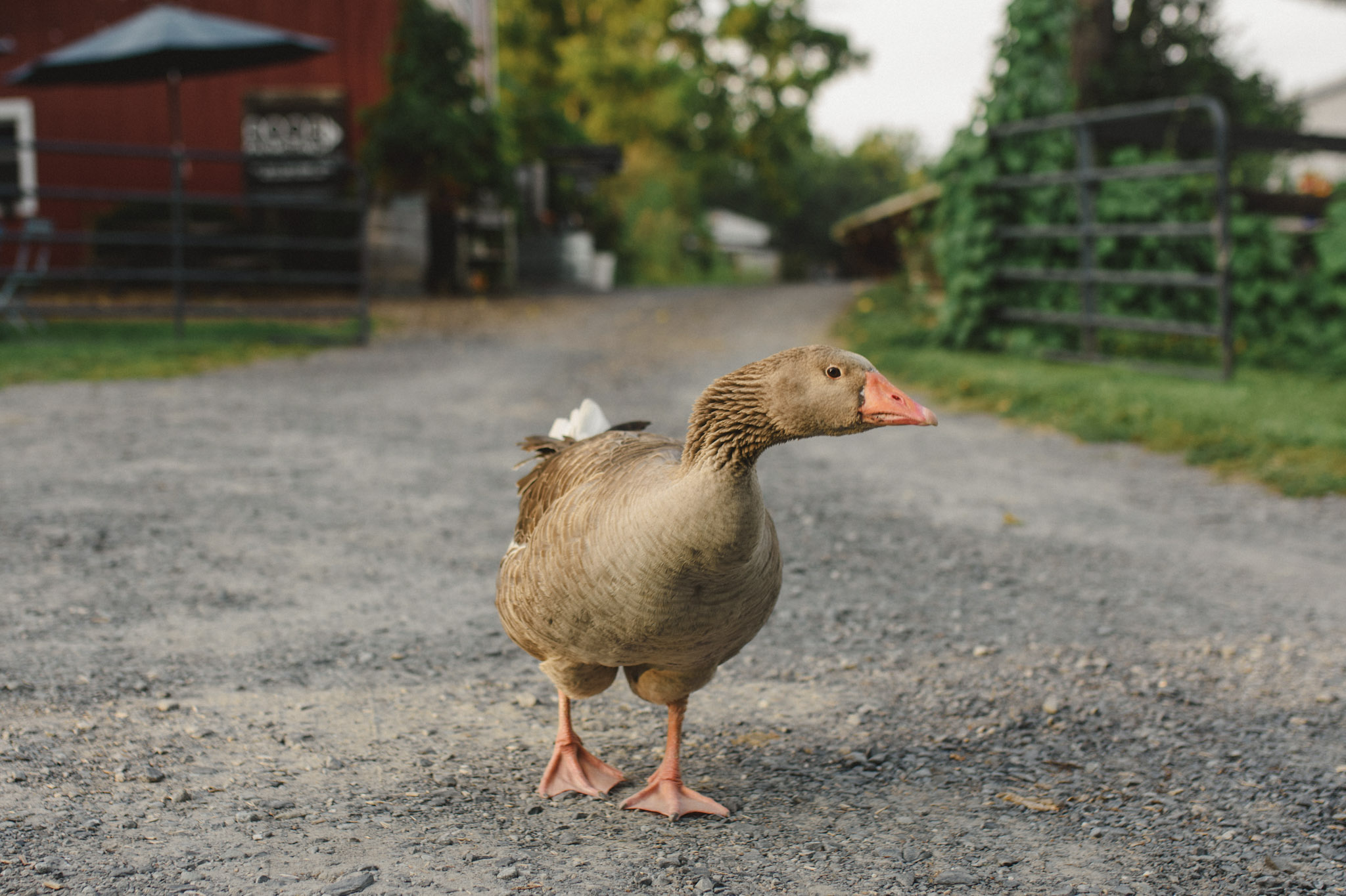 AOOA Farm in Orange County Blends Regenerative Agriculture, Food, and French Country Style